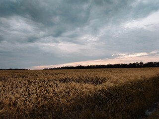 Fototapeta premium field of wheat and sky