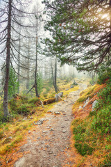 Autumn foggy landscape with pinetrees and larches in mountains