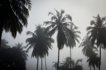 Fototapeta na wymiar countryside with fog in morning.