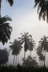 countryside with fog in  morning.