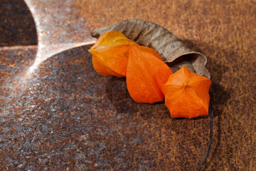Physalis alkekengi. Miechunka rozdęta i suchy liść orzecha włoskiego leżące na zardzewiałej blasze, układ, kompozycja.