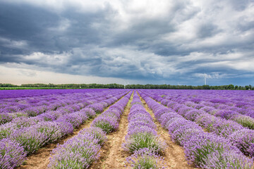 Fototapeta na wymiar Lavender flower blooming scented fields in endless rows.Lavender fields from the beautiful Bulgaria