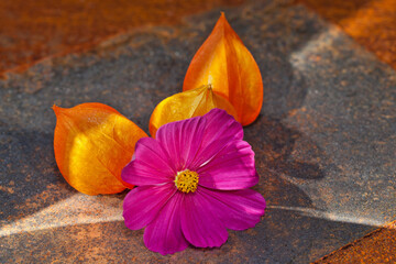 Physalis alkekengi. Miechunka rozdęta i różowy kwiat onętka leżące na zardzewiałej blasze, układ, kompozycja.