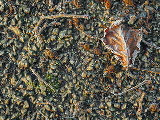 Dried brown leaf covered with frost on the ground, top down view. Winter theme background, Copy...