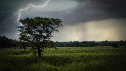 A lonely tree in Nepal