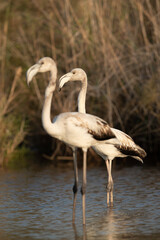 Flamingos are beautiful and gregarious wading birds