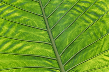 close up of a very big leaf