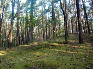 Obraz premium wood in the middle of europe