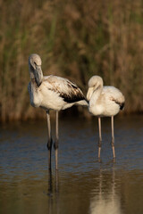 Flamingos are beautiful and gregarious wading birds