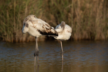 Flamingos are beautiful and gregarious wading birds