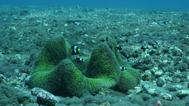 Clown fish - Saddleback Anemonefish - Amphiprion polymnus in anemone. Underwater world of Tulamben, Bali, Indonesia. 4k underwater video.