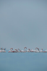 Fototapeta na wymiar Flamingos are beautiful and gregarious wading birds