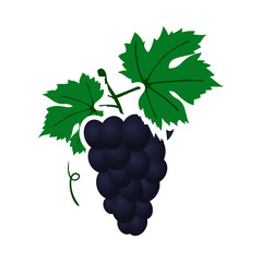 Icon Of Grape In Ui Colors