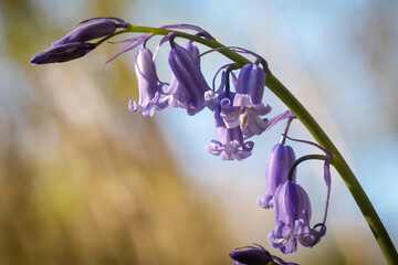 Close up bells of the bluebell - Hyacinthoides non-scripta