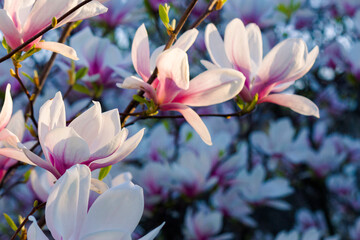 blossom of the pink magnolia. beautiful nature background in evening light