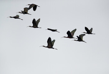 Glossy Ibis in the lake in Buharin, Bahrain