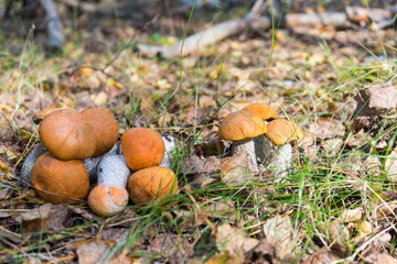 Beautiful natural landscape with fresh autumn aspen mushrooms growing and lying on the ground among autumn leaves and grass