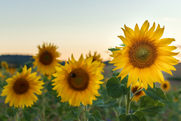 Obraz premium Close up of sunflowers in a field in Germany. 