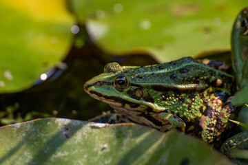 A frog sitting in the garden pond in summer