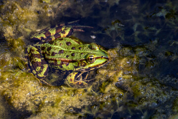 A frog sitting in the garden pond in summer
