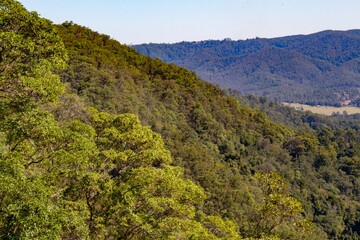 landscape with trees