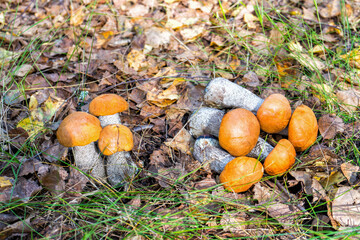 Beautiful natural landscape with fresh autumn aspen mushrooms growing and lying on the ground among autumn leaves and grass