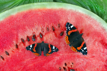 colorful butterflies admiral sitting on a red ripe watermelon. top vew. copy space