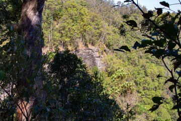 trees in the forest