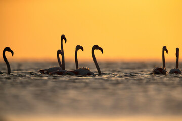 Flamingos are beautiful and gregarious wading birds