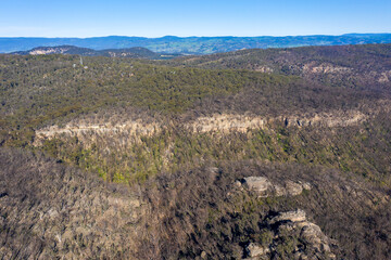 Forest regeneration after bushfire in The Blue Mountains