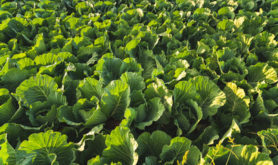 Green cabbage heads in line grow on a field. Agriculture concept