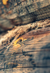 A rough-hewn burnt pine log on the side of a rural house with multicolored structural lines and caked resin that stood out in lumps from the heat. Narrow focus.