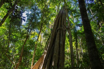 Fototapeta premium Tall tree in the forest