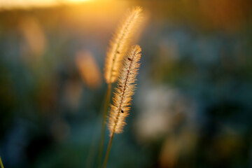 Autumn evening light illuminates the golden tops of ripe grass in the field.