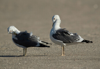 Obraz premium The great black-backed gull is the largest member of the gull family
