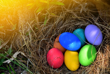 Colorful easter eggs in the nest with green grasses background of front yard, selective focus