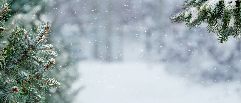 Snow-covered spruce branches in the winter forest on a blurred background during a snowfall