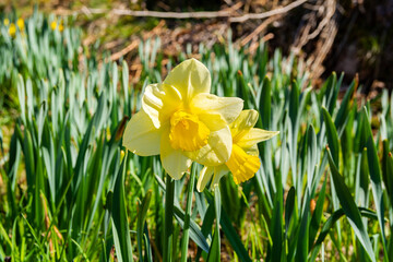 Obraz premium Pretty daffodil flowers in Flower Valley (Blomdalen Kukkalaakso), Gullo, Raseborg, Finland