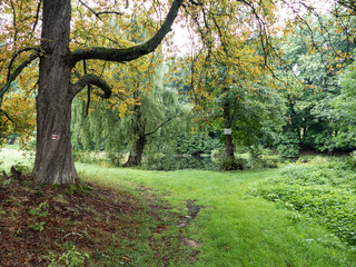 wood in the middle of europe