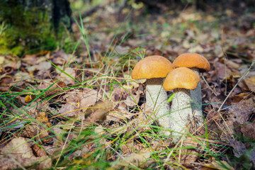 Beautiful natural landscape with fresh autumn aspen mushrooms growing among autumn leaves and grass. Vintage tone