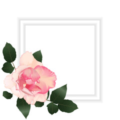 Background with realistic Rose flower, isolated on white.Vector illustration.