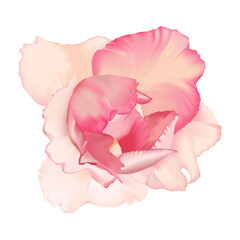 Realistic Rose flower isolated on white background. Vector illustration.