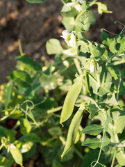 Pea plant growing in garden with green pea pods and white flowers