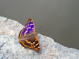 Lesser purple emperor butterfly (Apatura ilia)