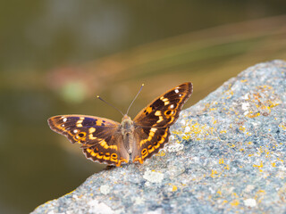 Lesser purple emperor butterfly (Apatura ilia)