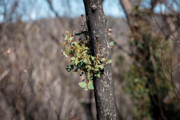 Forest regeneration after bushfires in The Blue Mountains