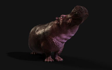 3d Illustration The Common hippopotamus (Hippopotamus Amphibius) posing isolate on dark background with Clipping path.