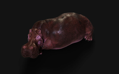 3d Illustration The Common hippopotamus (Hippopotamus Amphibius) posing isolate on dark background with Clipping path.
