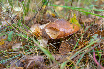 Butter mushroom growing in autumn forest among leaves and grass. Suillus luteus or Slippery Jack edible mushroom close up. Chalciporus Boletaceae