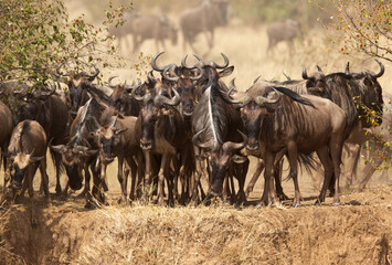 The wildebeest are also called as Gnu, these are even-hooved (ungulate) mammal